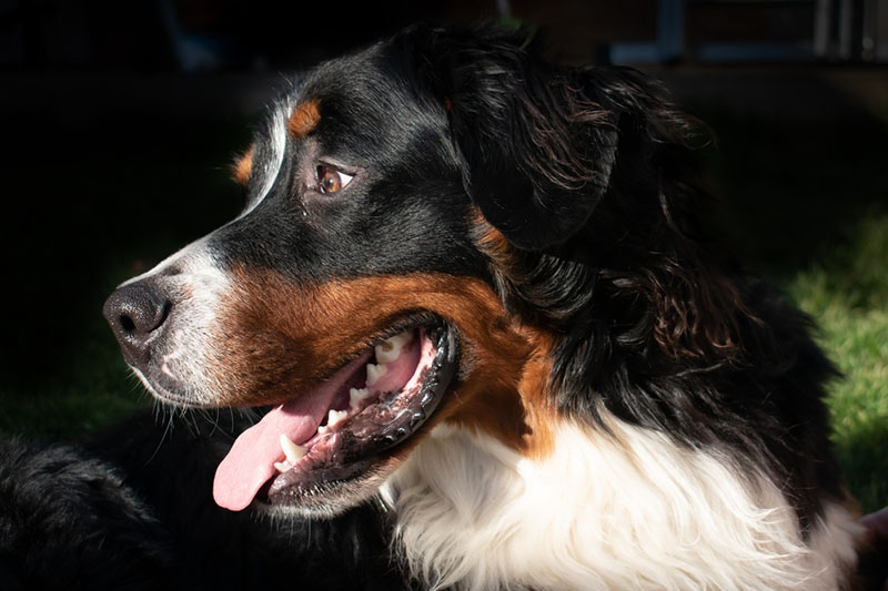 голова бернского зенненхунда