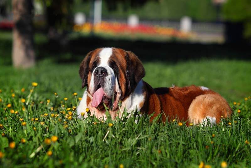 сенбернару требуется много пространства
