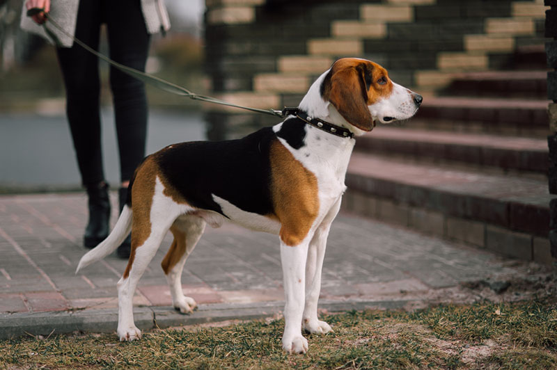 эстонская гончая типичного окраса триколор