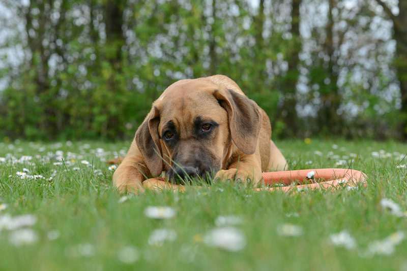 Брохольмер на прогулке