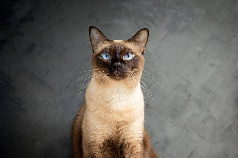 Сиамская кошка с голубыми глазами