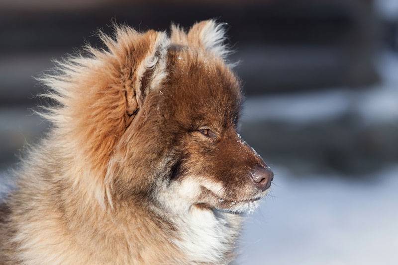 Ненецкая лайка: фото, цена, описание, видео | Породы собак | Ненецкая лайка - гордость российской охоты