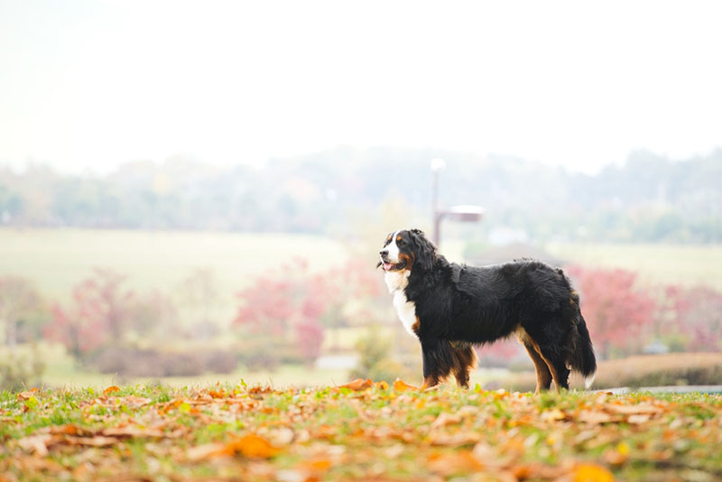 после прогулки вычищайте лапы бернского зенненхунда