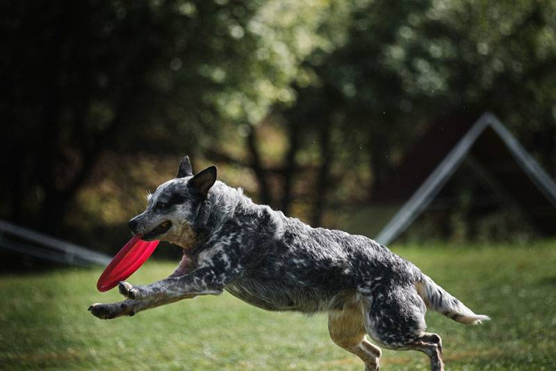 Смешная австралийская пастушья собака бежит