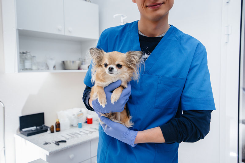 При обнаружении у чихуахуа болезни надо обращаться к ветеринару