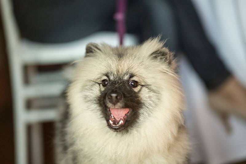 Вольфшпиц подойдет активным людям