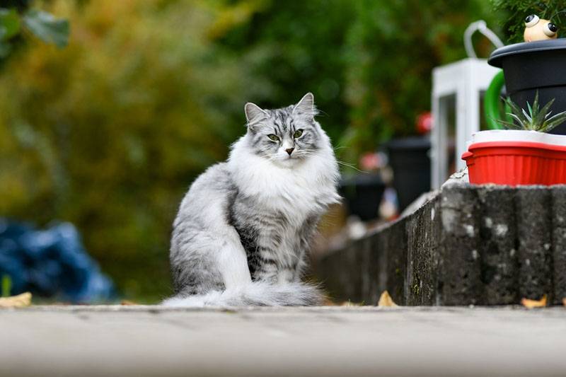 Персидский кот на улице