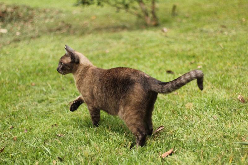 Сиамская кошка гуляет