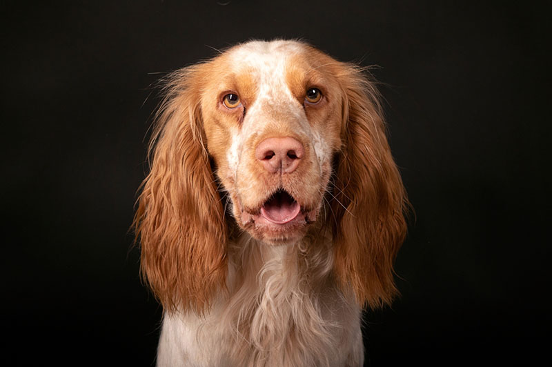 забавный русский спаниель