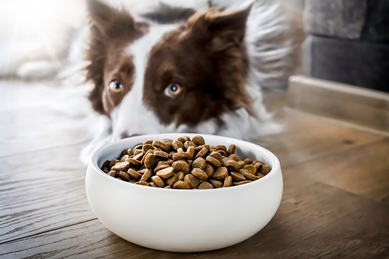 бордер-колли возле миски с кормом