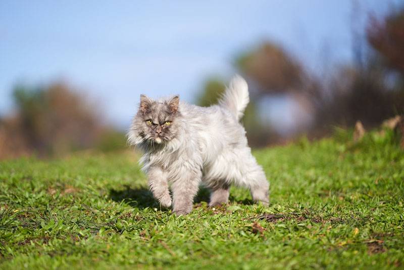 Взрослый персидский кот