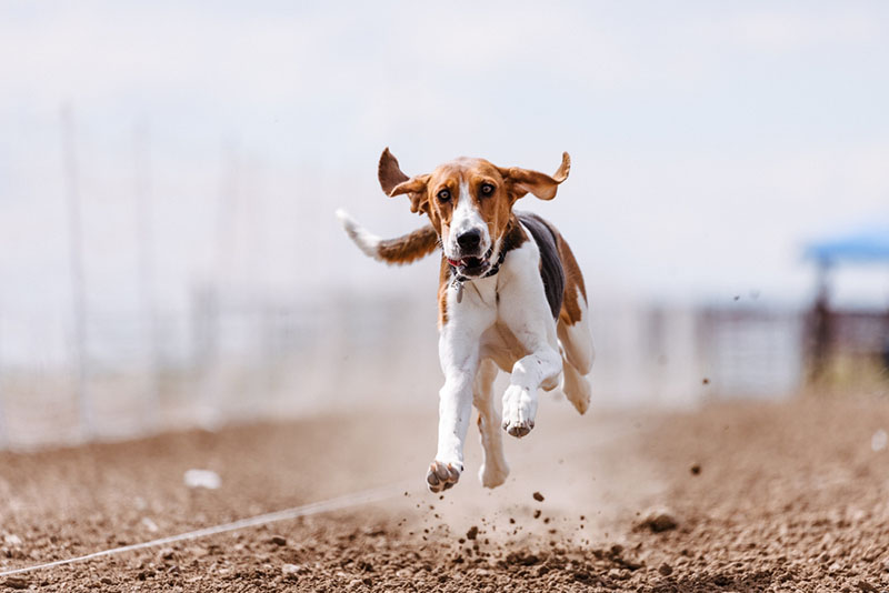 Американский фоксхаунд на забеге
