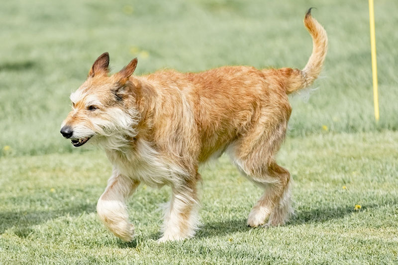 Пикардийская овчарка нуждается в дрессировке