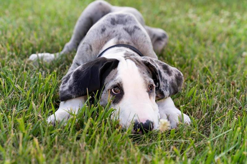 щенок немецкого дога лежит в траве