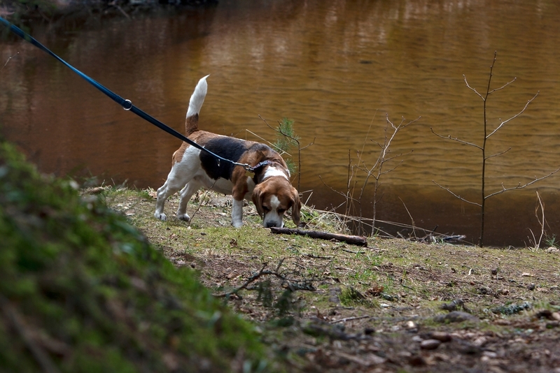 Хвост у бигля относительно короткий