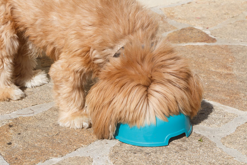 Лхаса апсо ест