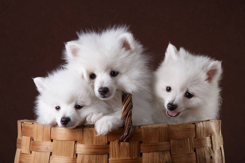 Три щенка итальянского шпица