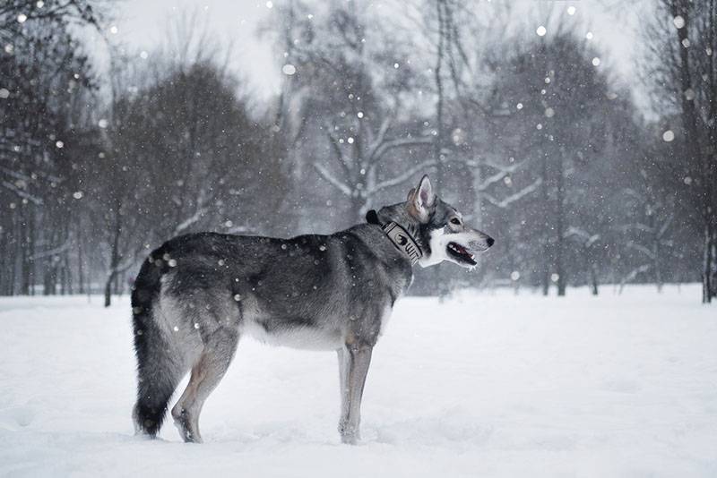Волчья собака Сарлоса в парке на зимней прогулке