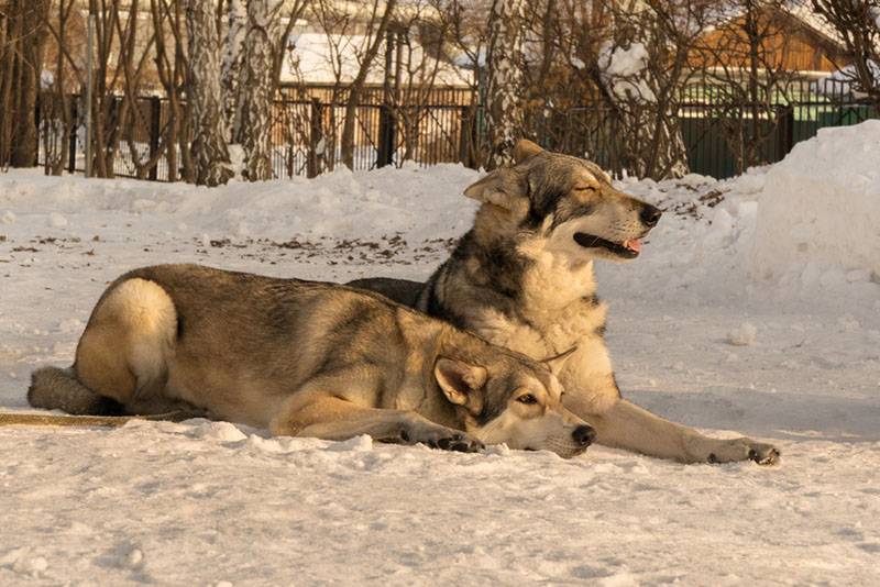 Две волчьих собаки Сарлоса лежат на снегу и отдыхают