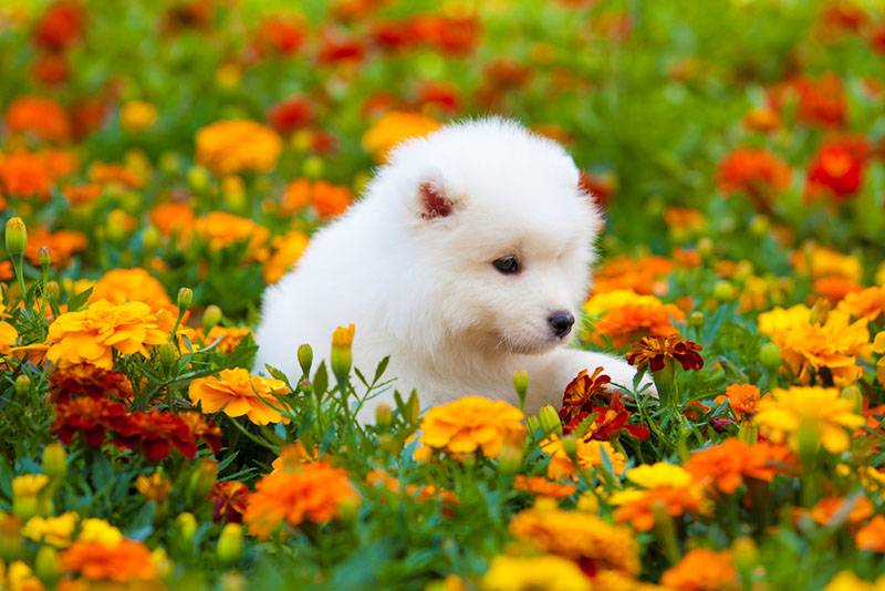 щенок самоеда на цветущей лужайке