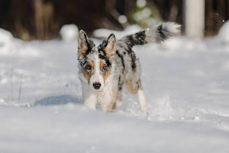 щенок бордер-колли с голубыми отметинами в зимнем лесу
