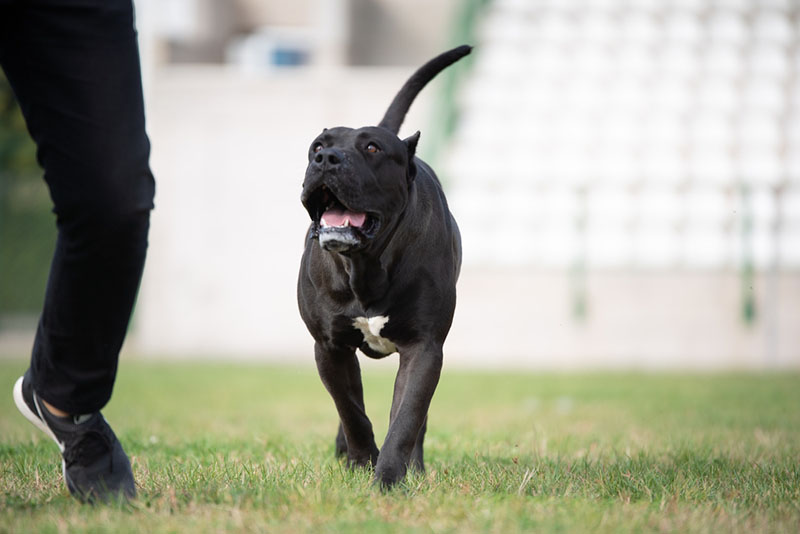 Канарскому догу требуется воспитание и дрессировка