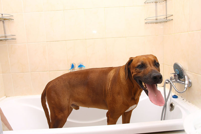 африканская львиная собака в ванной комнате
