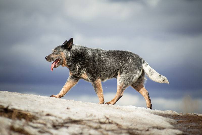 Австралийская пастушья собака прогуливается