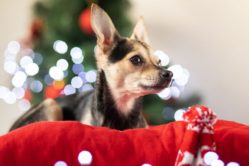 Черно-подпалый той-терьер на фоне огней