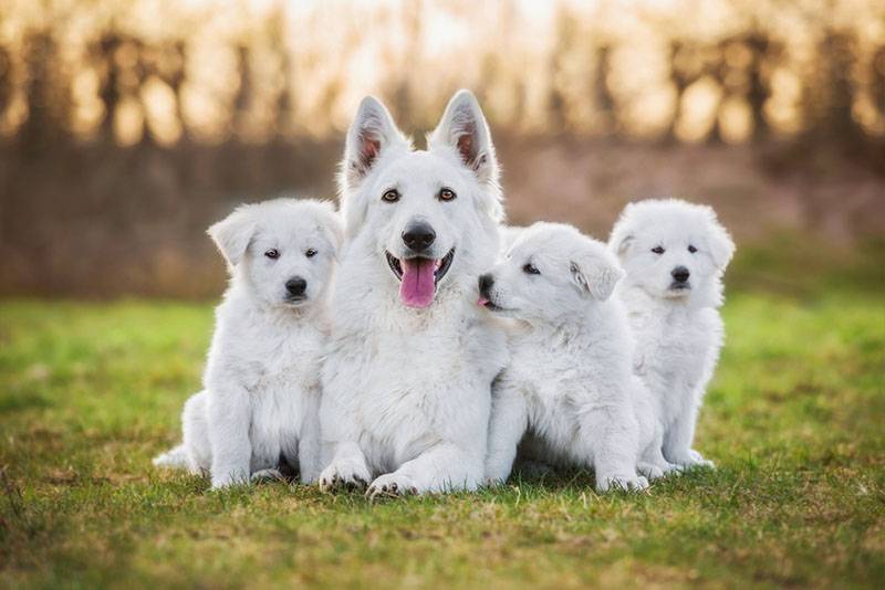 белая швейцарской овчарки со щенками