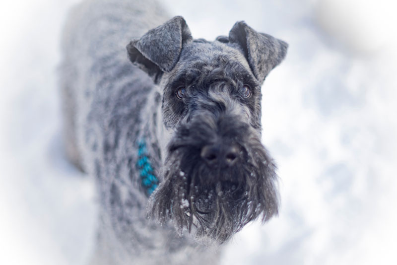 Кормить керри-блю-терьера нужно после прогулки