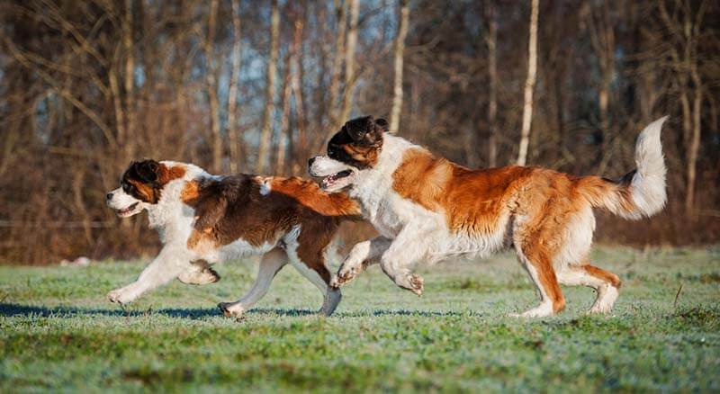 два бегущих сенбернара