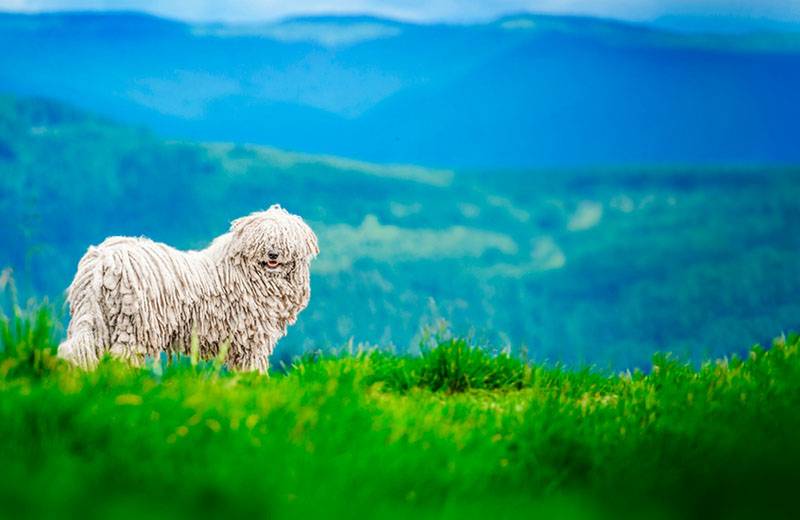 Портрет венгерской овчарки
