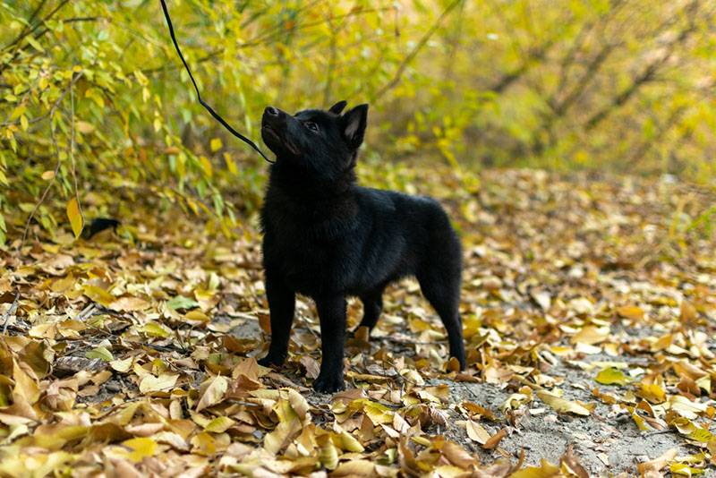щенок шипперке в осеннем лесу