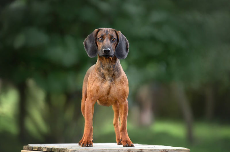 Баварская гончая нуждается в воспитании