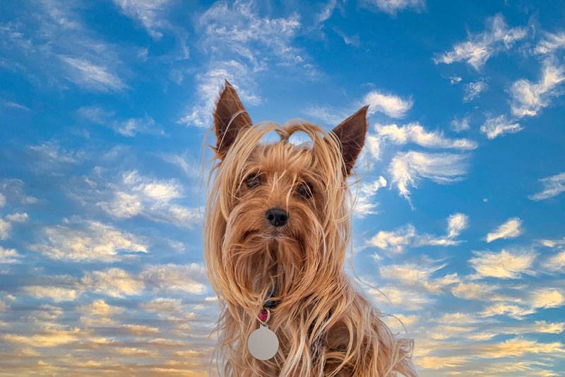 Собака породы йоркширский терьер на фоне неба