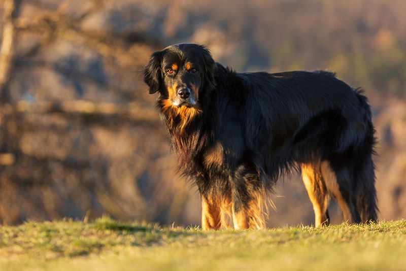 Сколько ест активный и крупный хотошо?