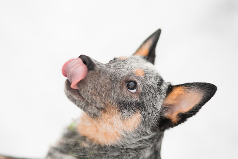 Кормить австралийскую пастушью собаку нужно правильно