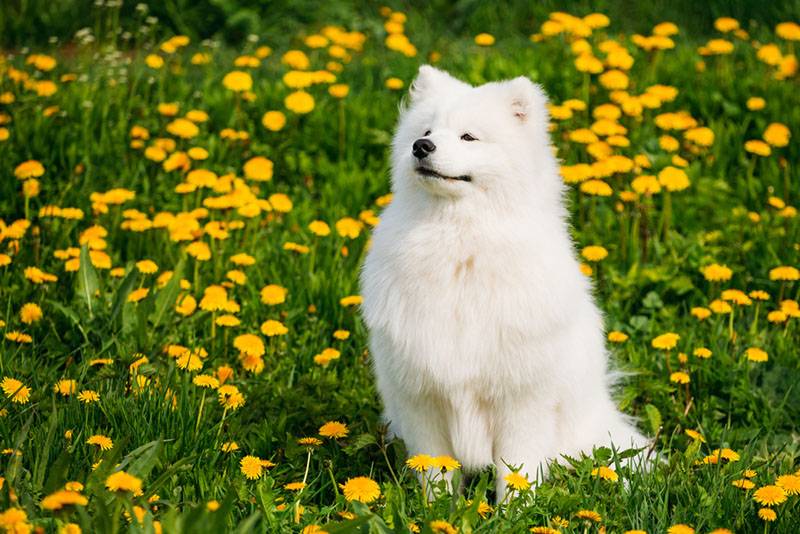 самоедская собака в поле одуванчиков