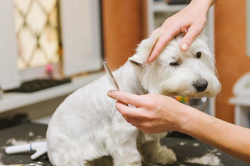 стрижка вест-хайленд-уайт-терьера