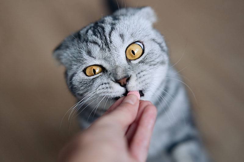 Британская короткошерстная кошка ест из рук владельца