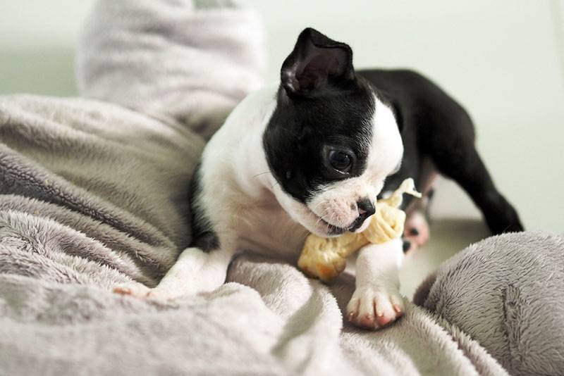 щенок бостон-терьера на диване с косточкой