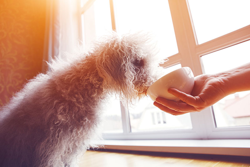 Бедлингтон-терьер ест