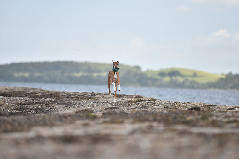 Чем кормить активного азавака?