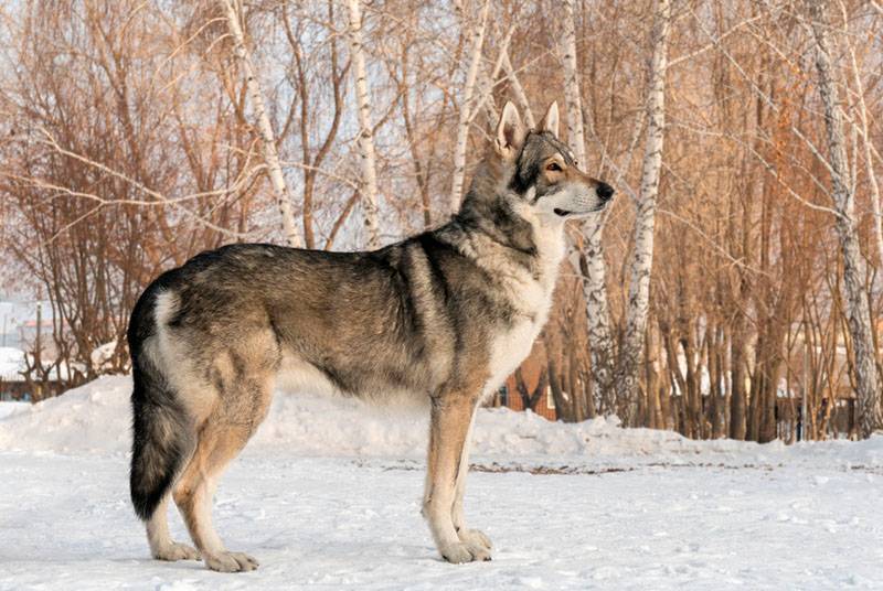 Волчья собака Сарлоса стоит на снегу
