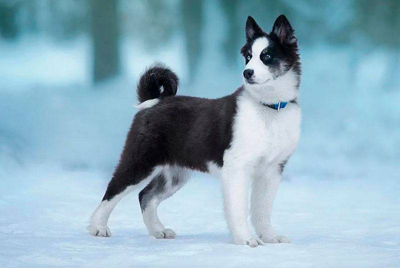 Очень красивый щенок якутской лайки
