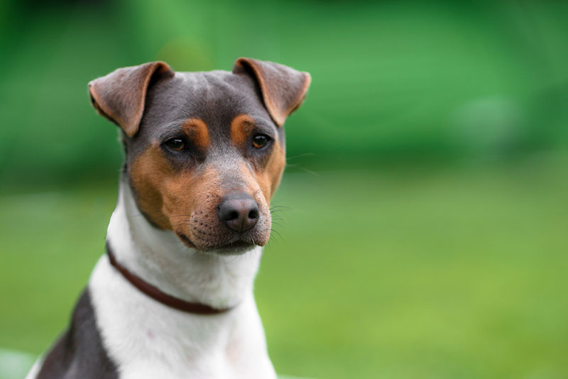 Какой характер у бразильского терьера
