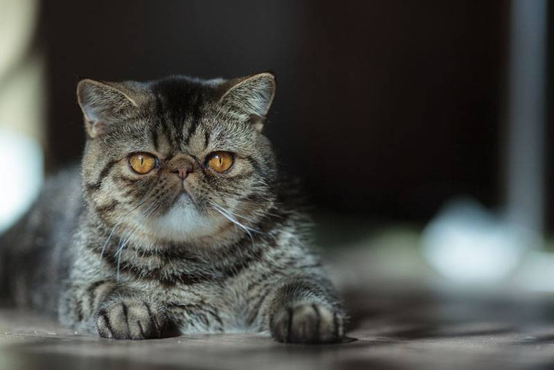 Экзотическая кошка (экзот): описание породы, фото, характеристики, правила  ухода и содержания - Petstory
