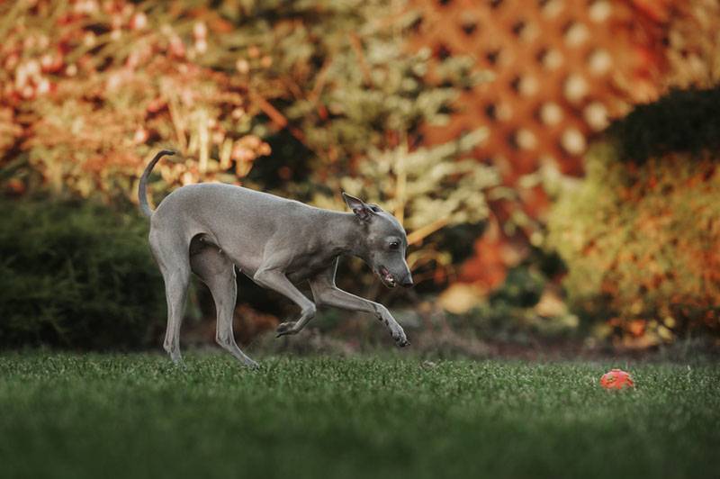 щенок левретки играет на траве