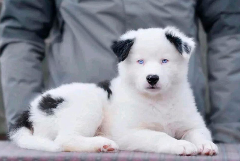 Щенок якутской лайки с владельцем